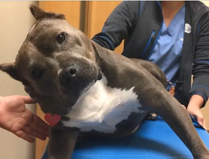 A brown and white Pitbull being held on the table A brown and white Pitbull being held on the table