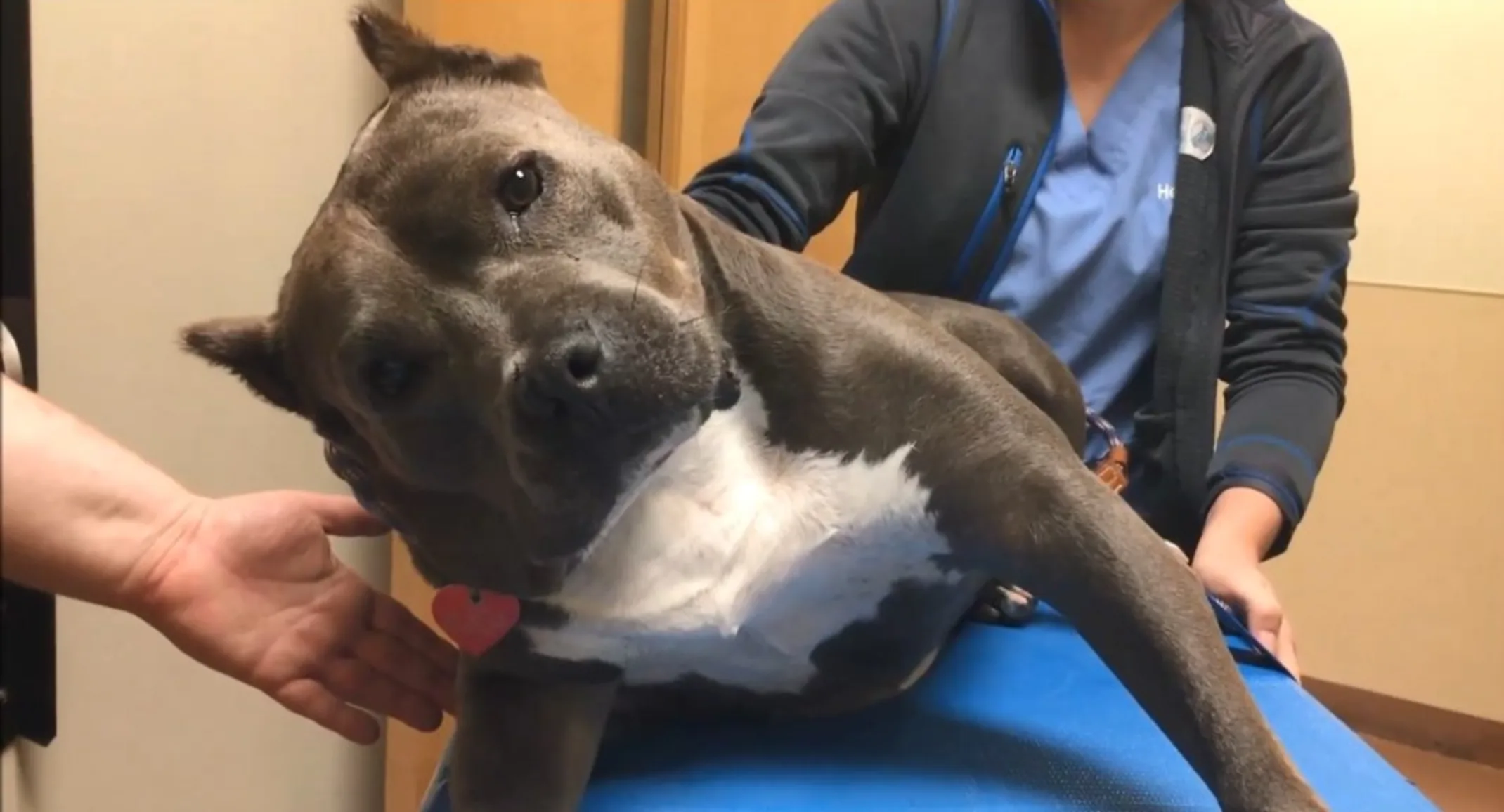 A brown and white Pitbull being held on the table A brown and white Pitbull being held on the table