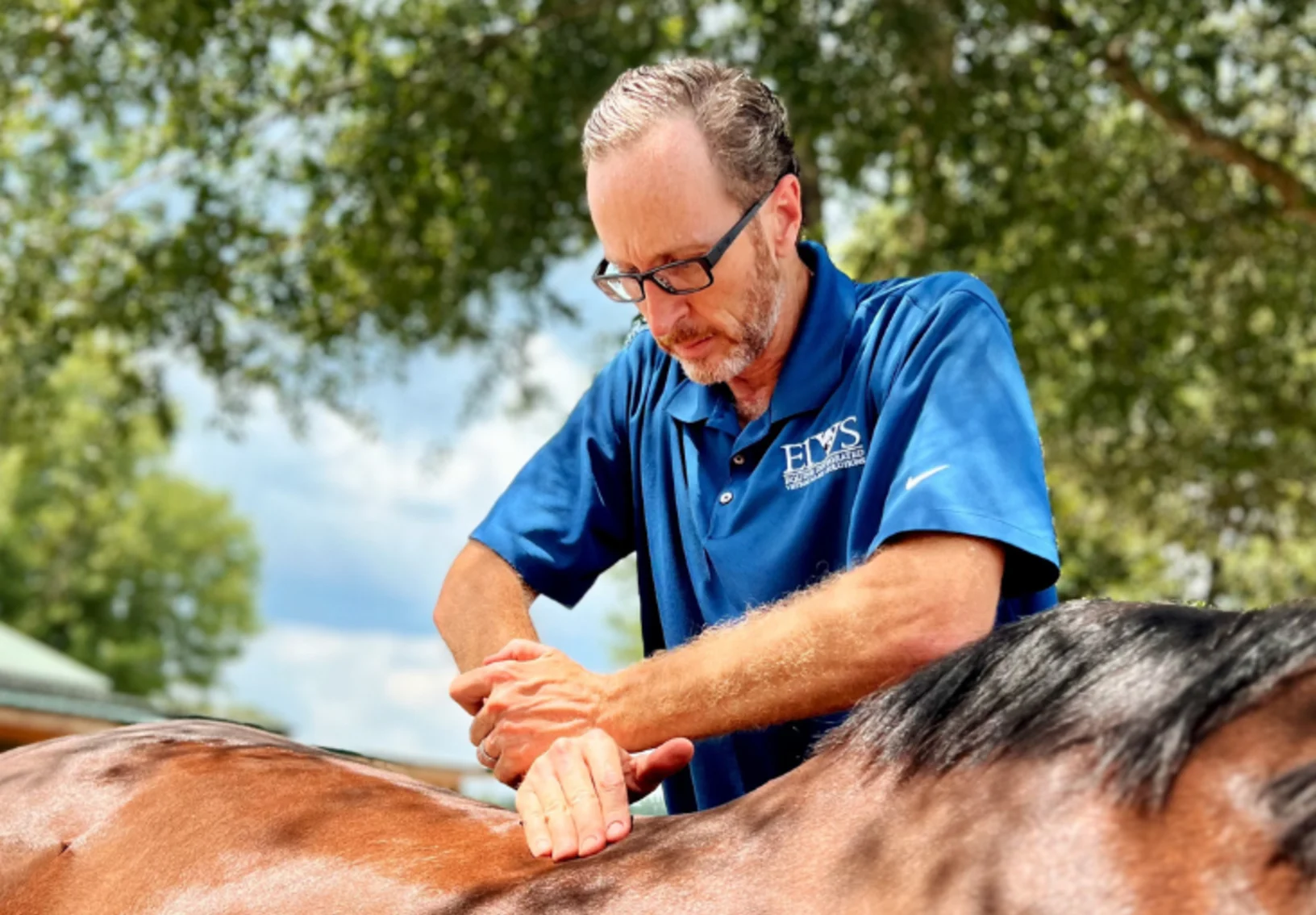 Chiropractor working with horse