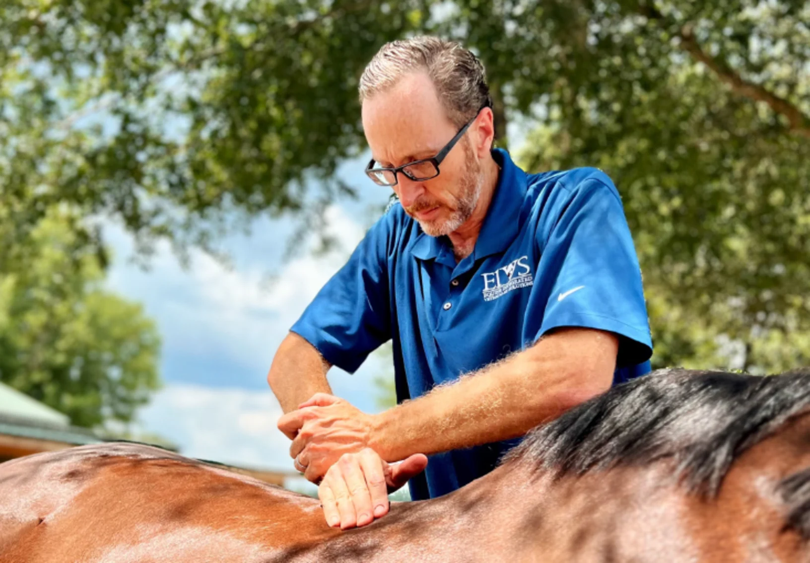 Chiropractor working with horse Chiropractor working with horse