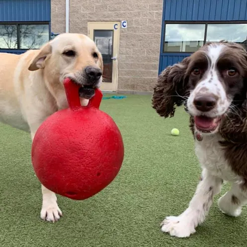 Dogs with toy Dogs with toy