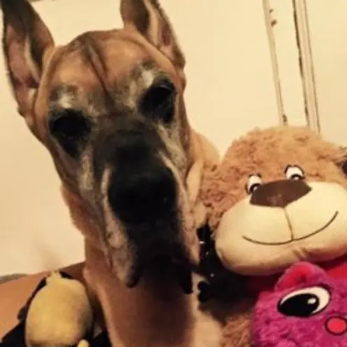 Ranger Brannon Ranger Brannon