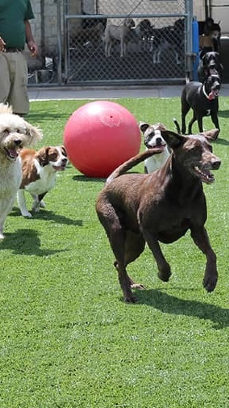 Dog daycare at Rover Oaks Pet Resort