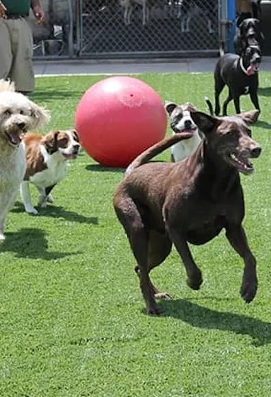Dog daycare at Rover Oaks Pet Resort Dog daycare at Rover Oaks Pet Resort