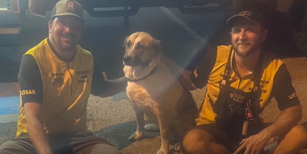 Dog thrown from car amid evacuation order now healing at West Kelowna veterinary hospital Rose