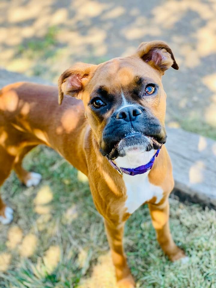 Brown dog with black snout
