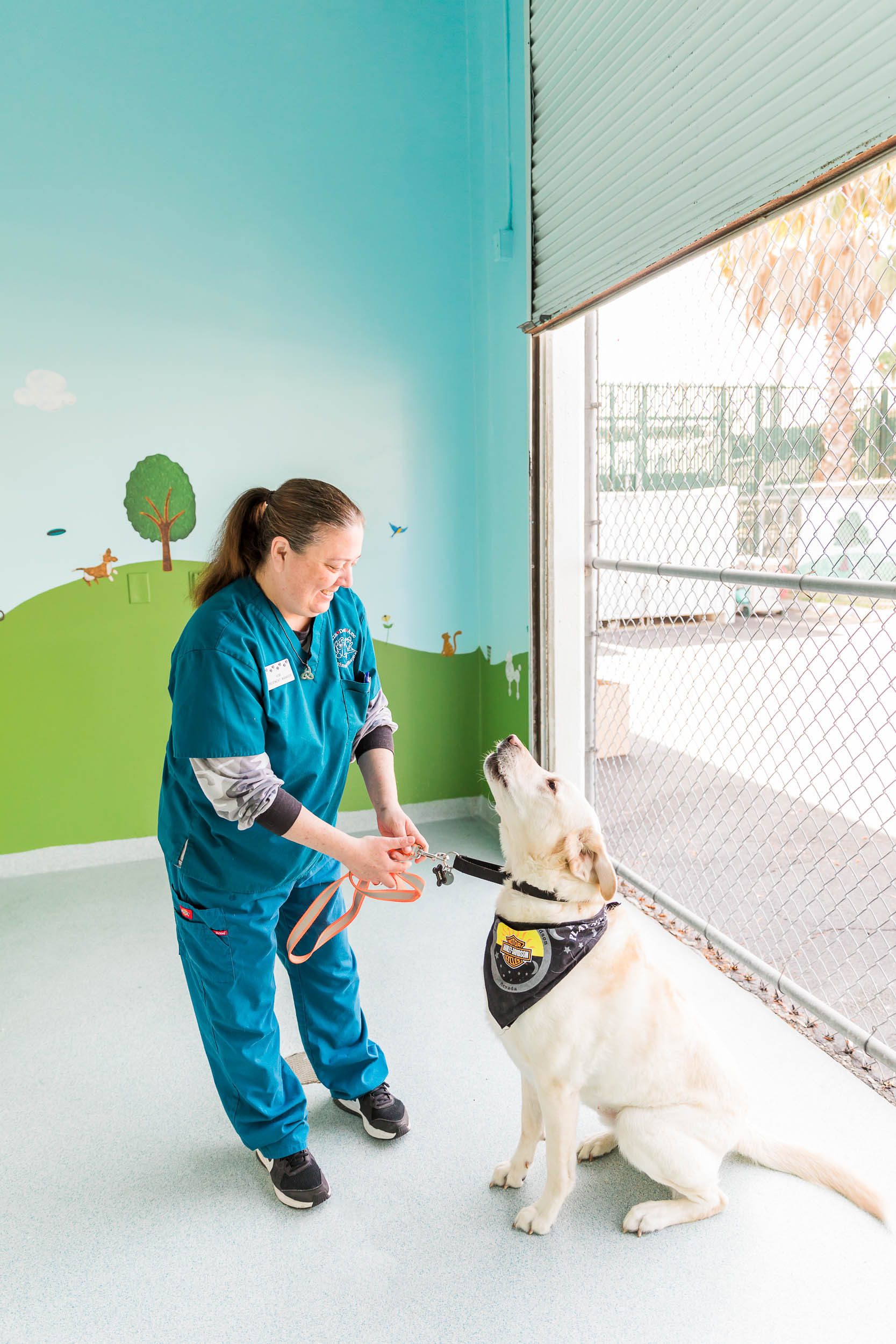 Staff putting leash on dog