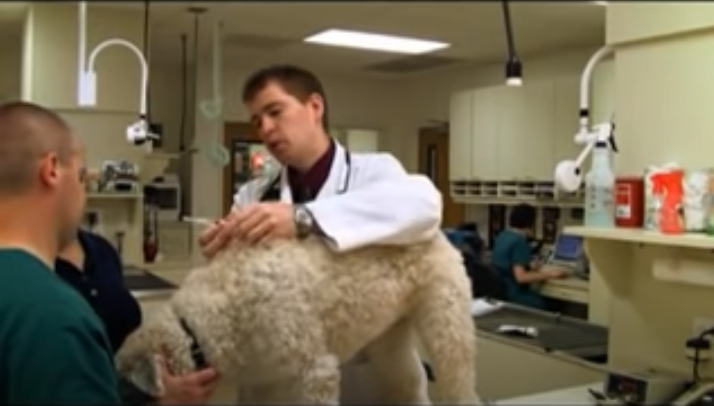 Youtube video of giving dog an injection
