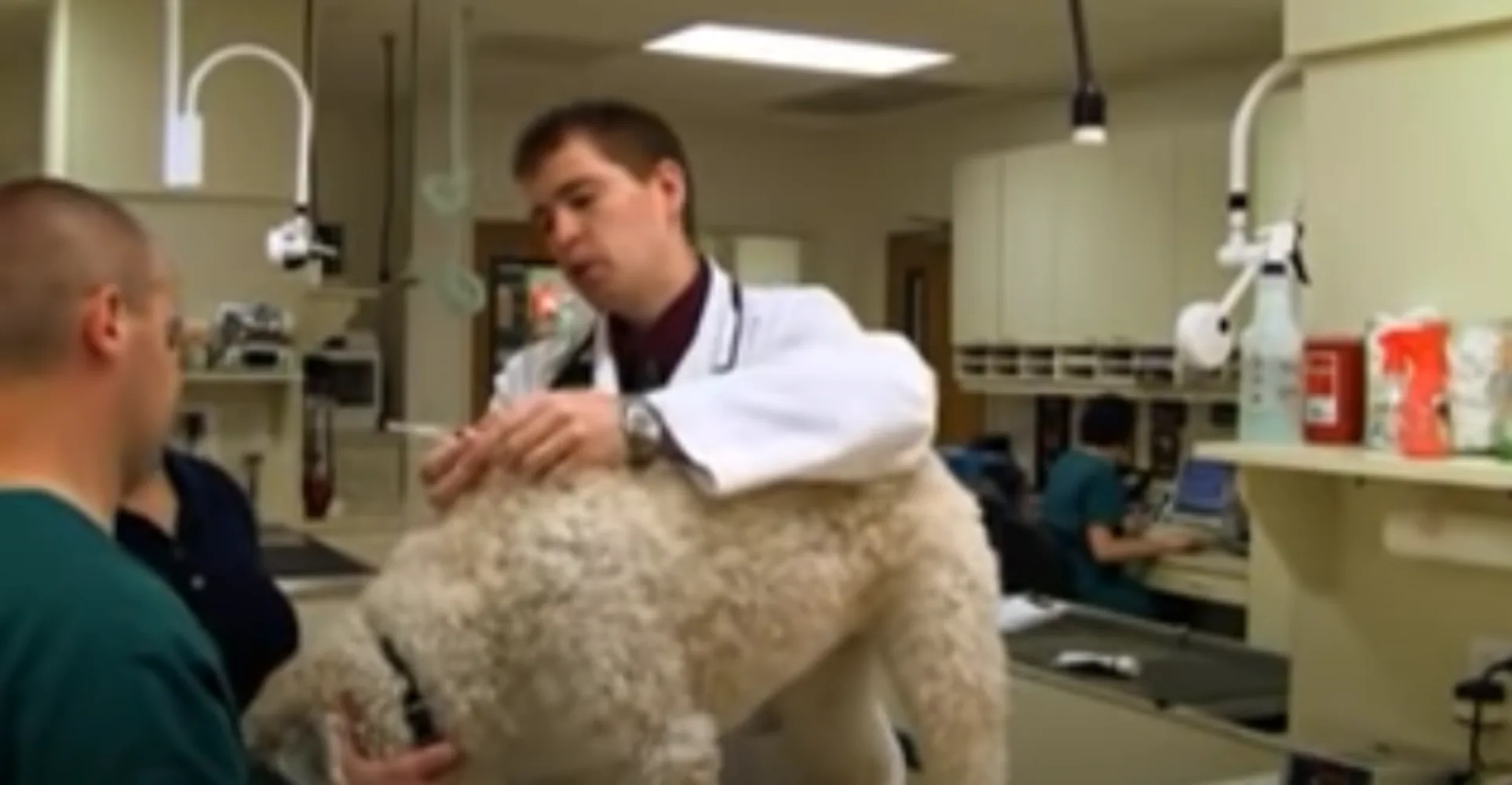 Youtube video of giving dog an injection
