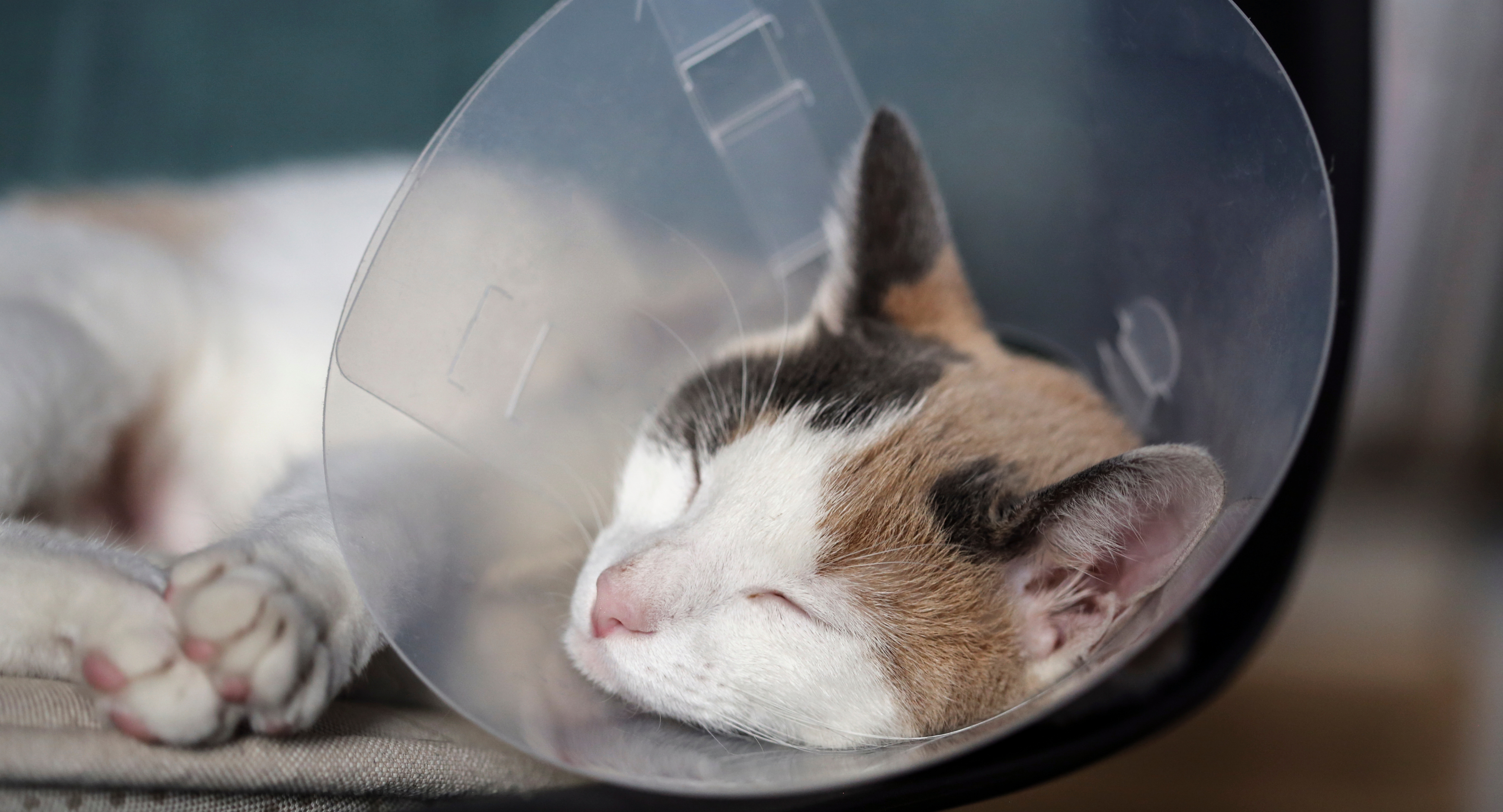 Calico cat wearing a cone and sleeping