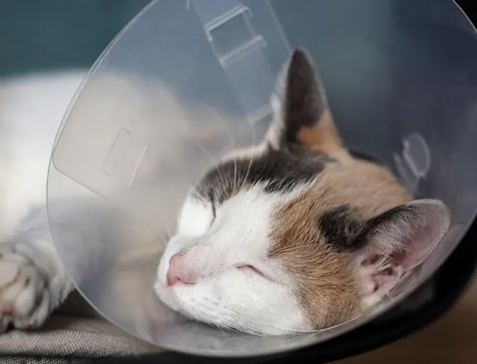 Calico cat wearing a cone and sleeping Calico cat wearing a cone and sleeping