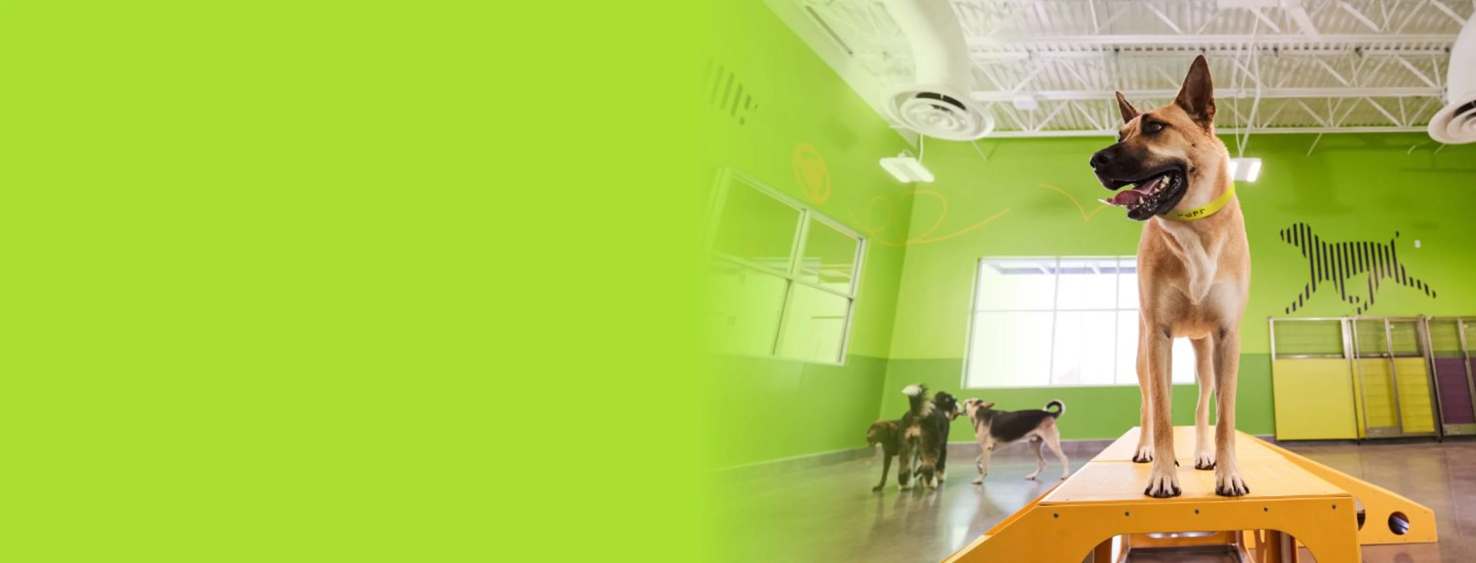 Big Dog on Yellow Ramp in Play Room Big Dog on Yellow Ramp in Play Room