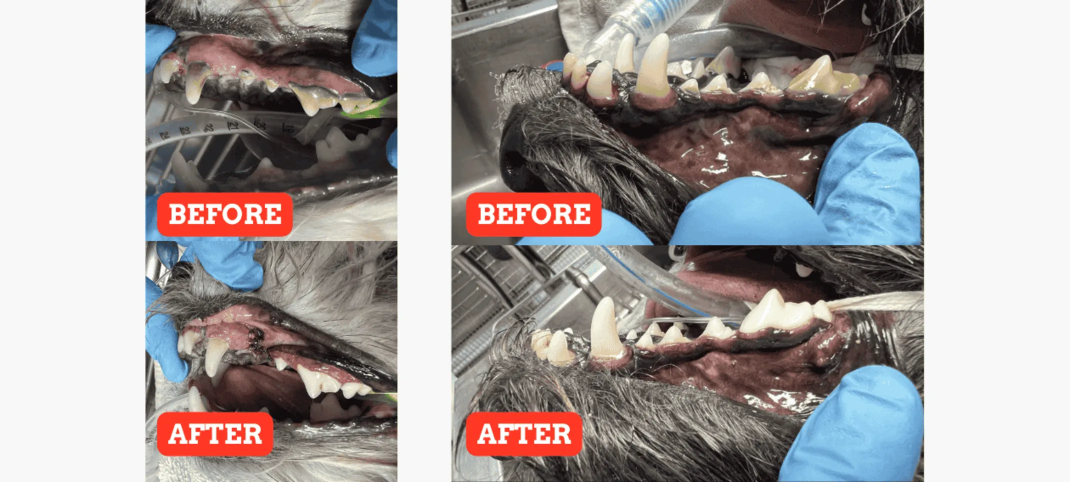 Dental Cleaning and Oral Health Assessment (Before/After) Dental Cleaning and Oral Health Assessment (Before/After)