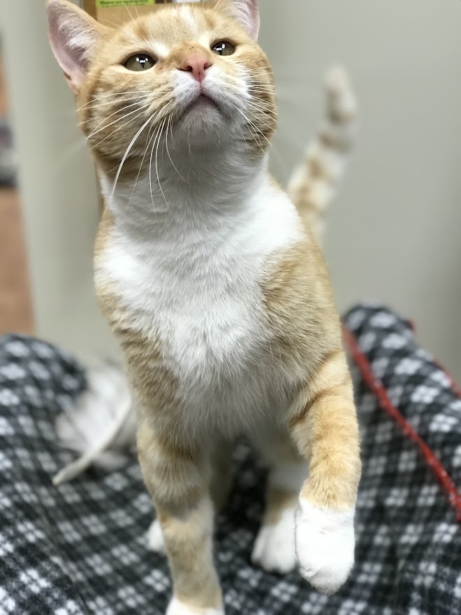 Orange and white cat standing on a cushion