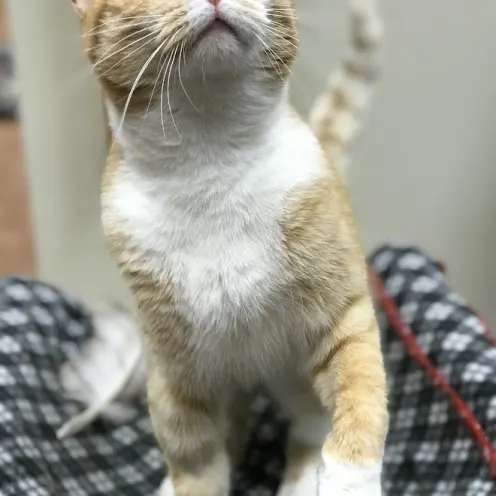 Orange and white cat standing on a cushion