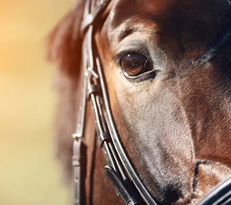 Close up shot of a horse's eye Close up shot of a horse's eye