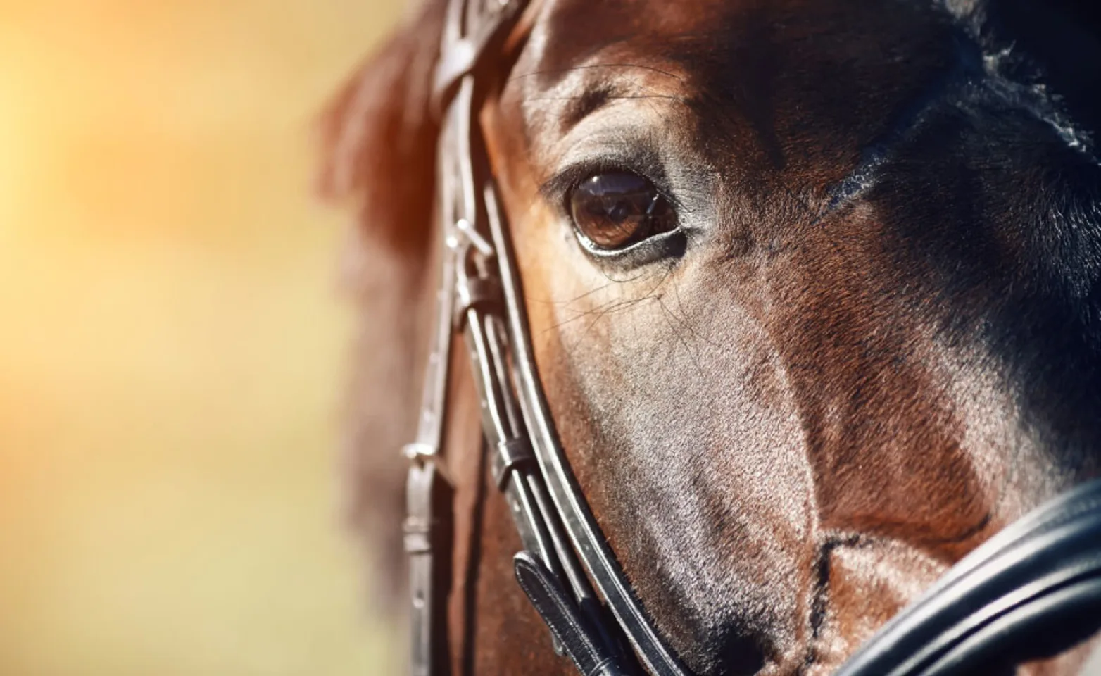 Close up shot of a horse's eye