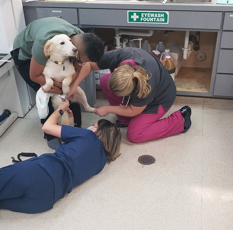 Staff assessing patient