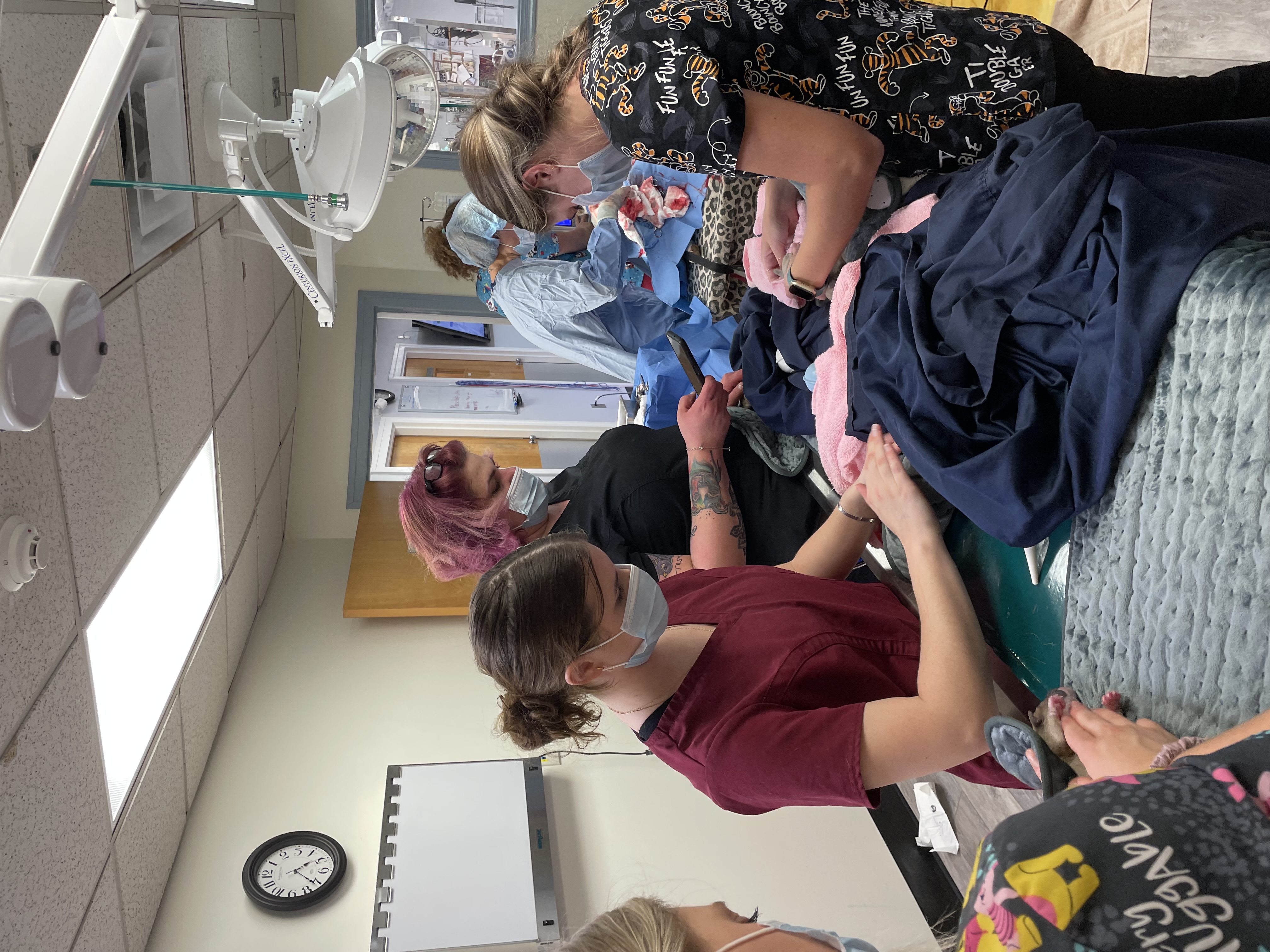 Delivering Puppies at Ferry Farm Animal Clinic