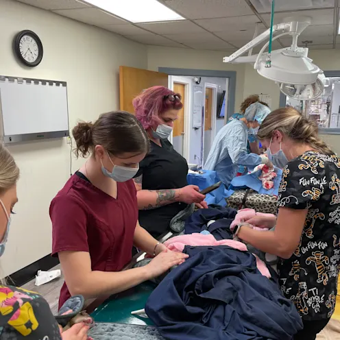 Delivering Puppies at Ferry Farm Animal Clinic Delivering Puppies at Ferry Farm Animal Clinic