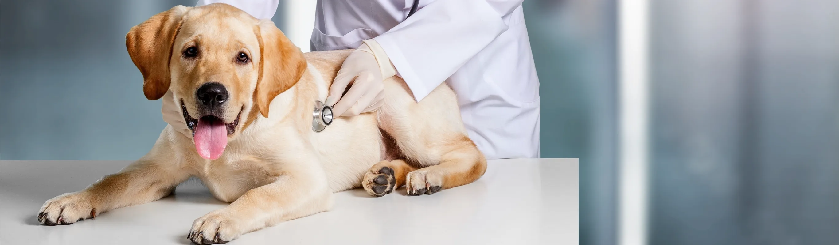 Dog sitting on a table with a staff member holding a stethescope