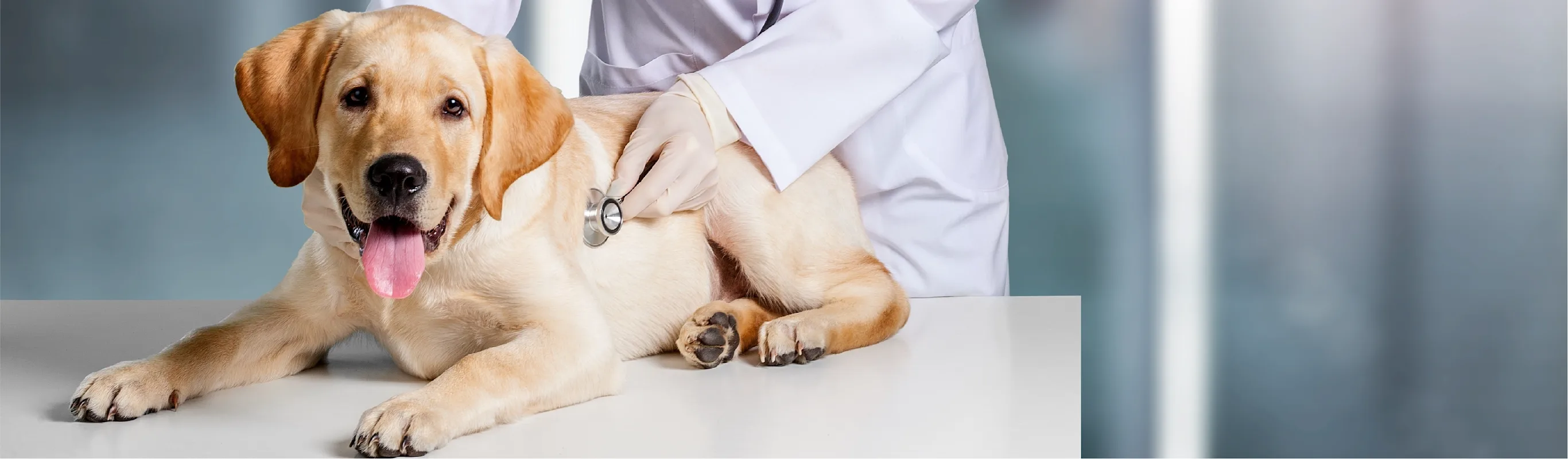 Dog sitting on a table with a staff member holding a stethescope Dog sitting on a table with a staff member holding a stethescope