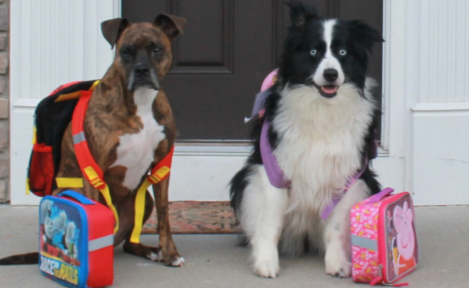 Two dogs with backpacks and lunchboxes sitting in front of a door Two dogs with backpacks and lunchboxes sitting in front of a door
