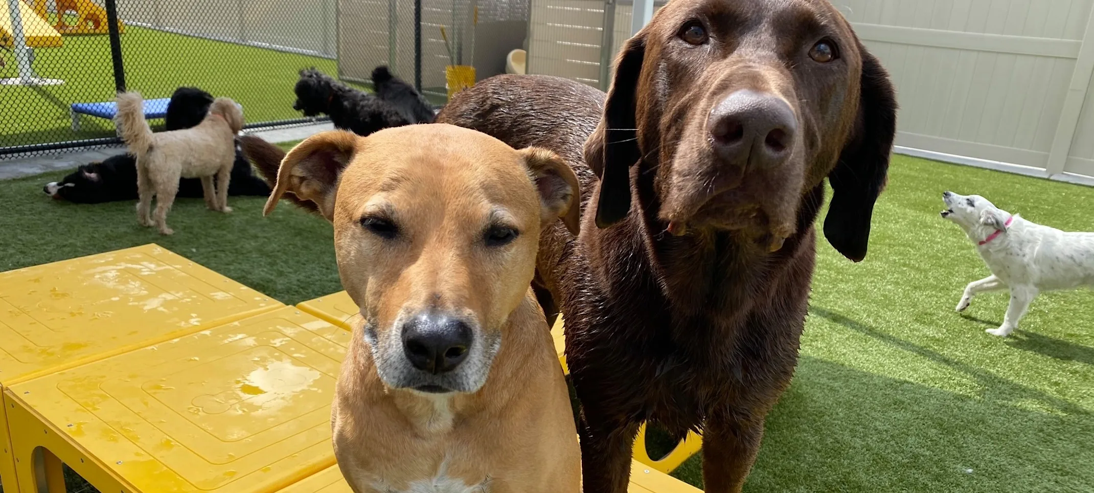 Two dogs on play area  Two dogs on play area