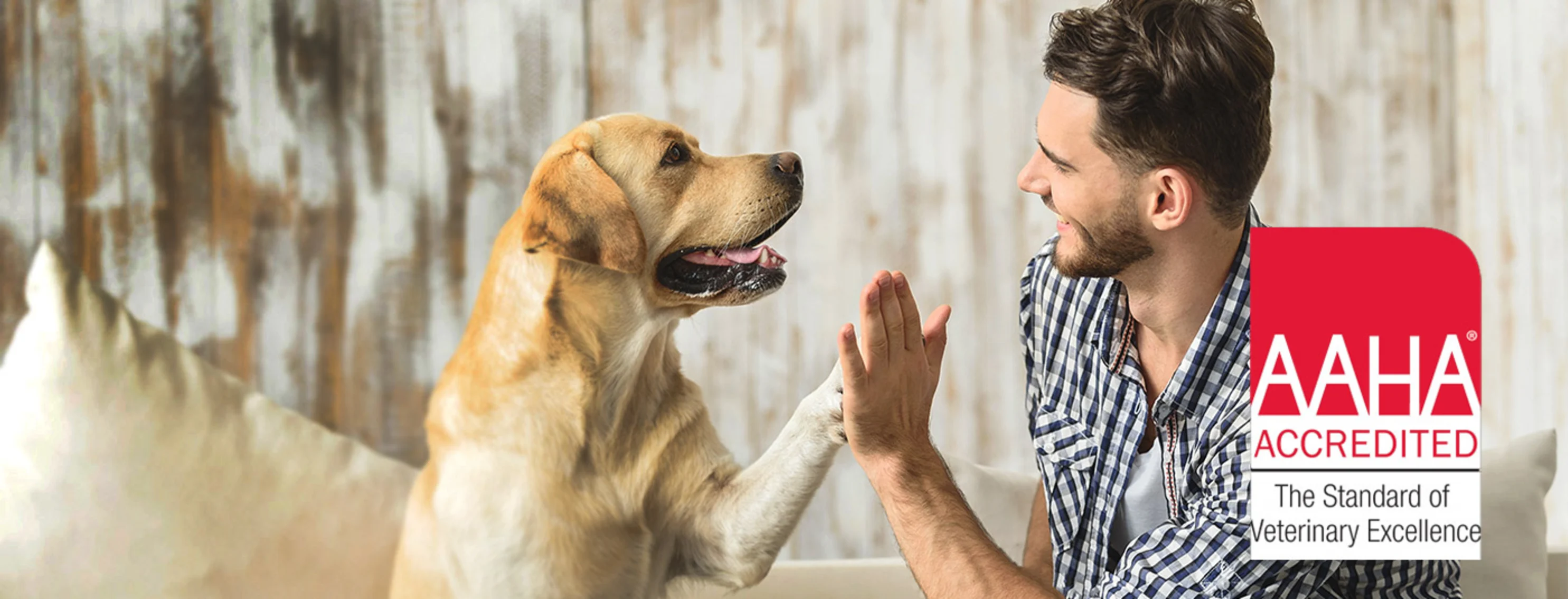 Man and yellow labrador retriever sitting on a couch together with the AAHA logo in the foreground