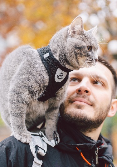 A grey cat sitting on top of its owners shoulder