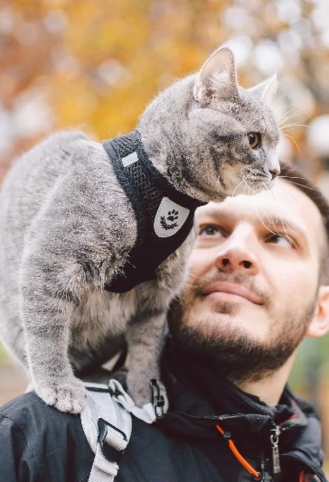 A grey cat sitting on top of its owners shoulder A grey cat sitting on top of its owners shoulder