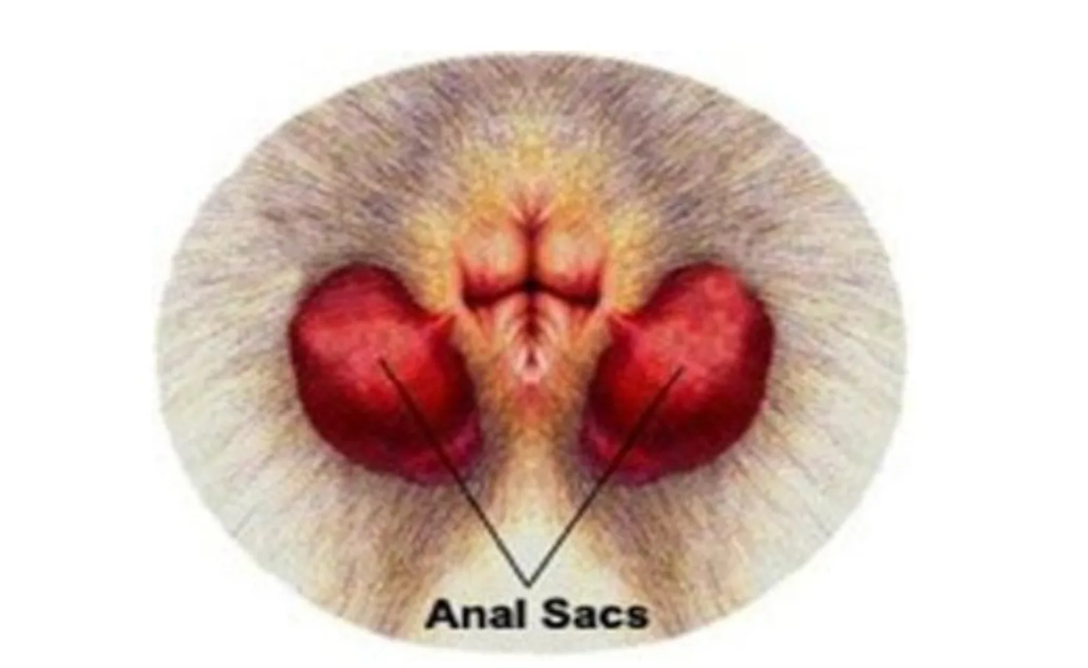Anatomic location of the anal sacs under the skin. Anatomic location of the anal sacs under the skin.