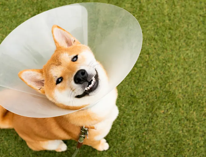 Dog in cone looking up at camera Dog in cone looking up at camera