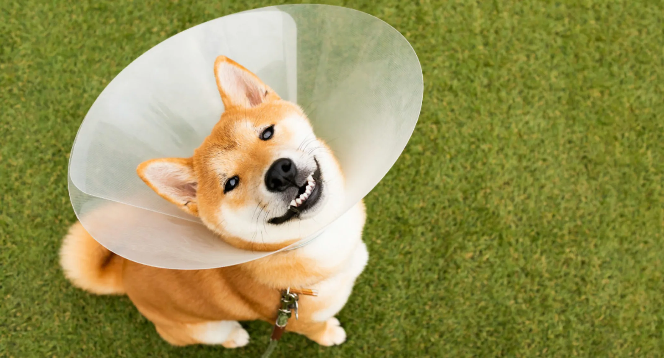 Dog in cone looking up at camera Dog in cone looking up at camera