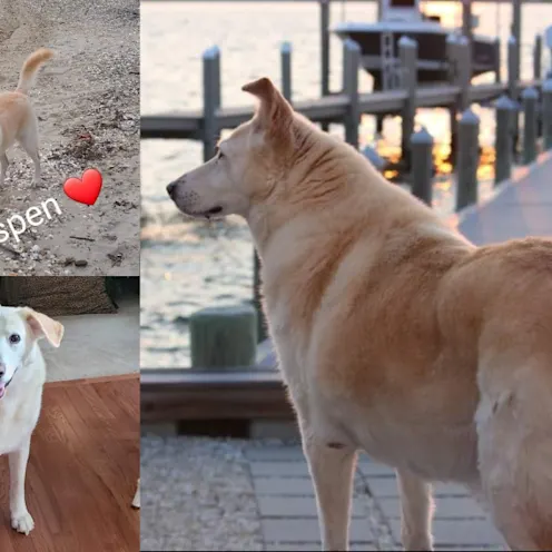 Aspen Suchowierski Aspen Suchowierski