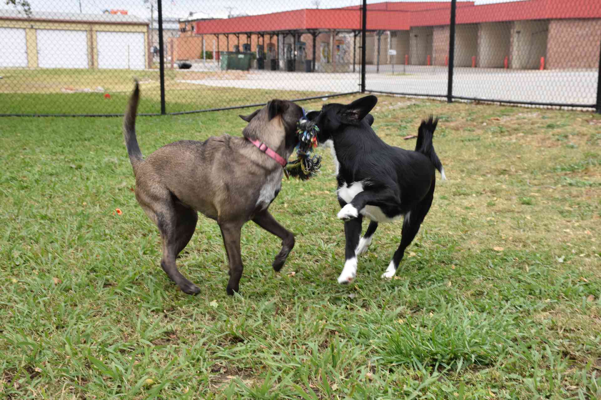 Two dogs playing with a toy outside