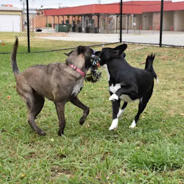 Two dogs playing with a toy outside Two dogs playing with a toy outside