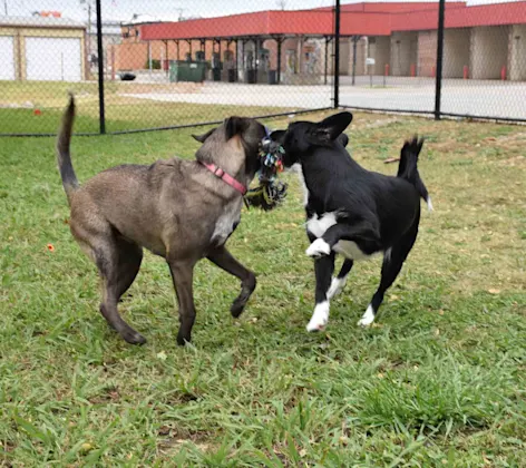 Two dogs playing with a toy outside Two dogs playing with a toy outside