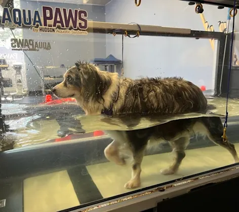 Dog using an underwater treadmill Dog using an underwater treadmill