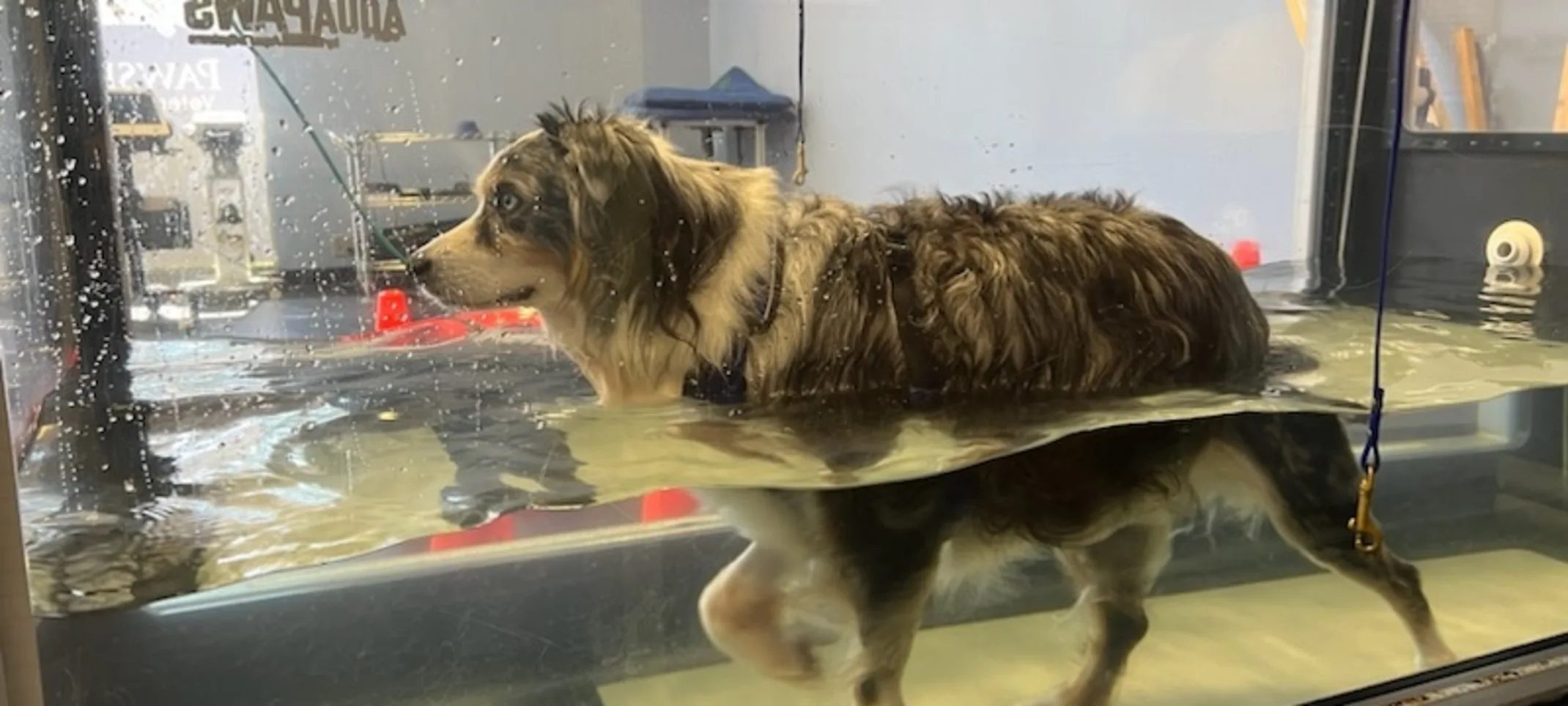 Dog using an underwater treadmill Dog using an underwater treadmill