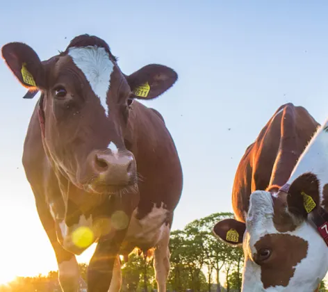 Cow in grass with other cows