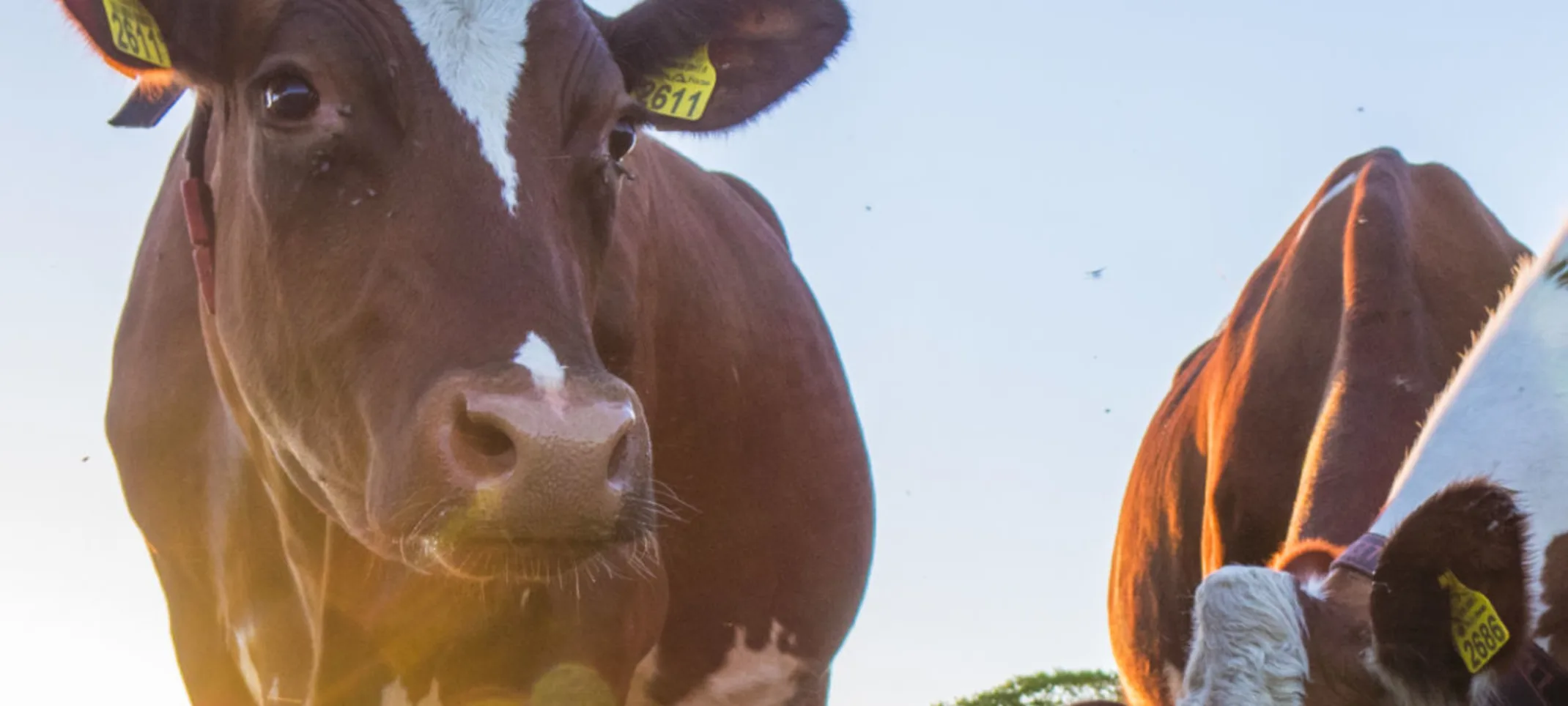 Cow in grass with other cows