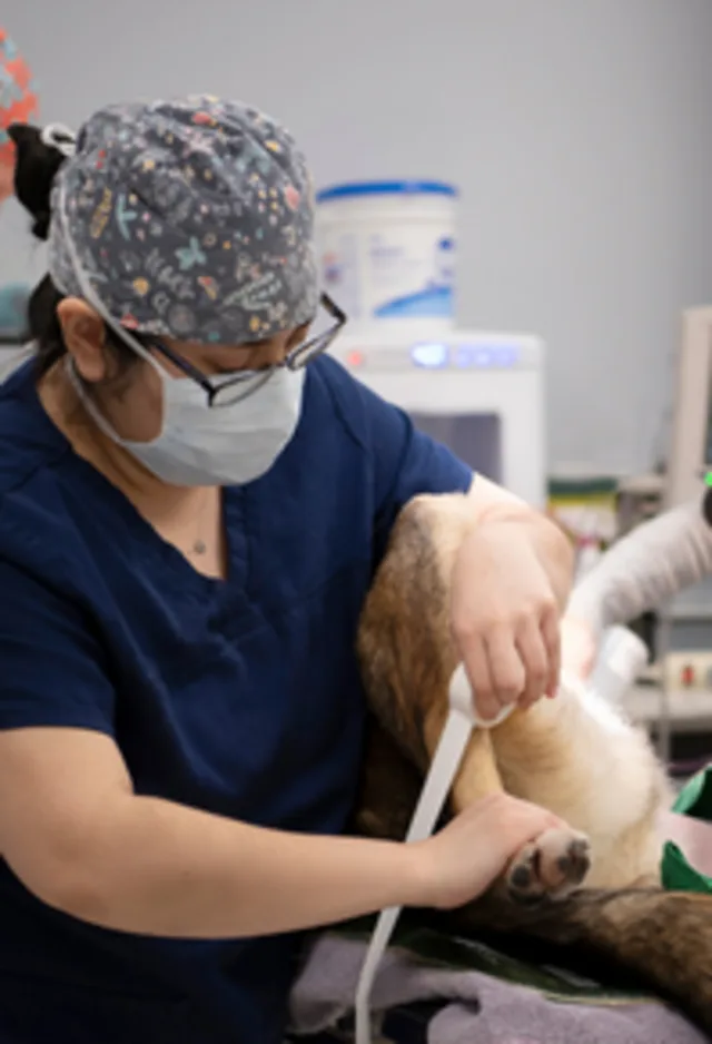 Nurse wrapping dog's leg Nurse wrapping dog's leg
