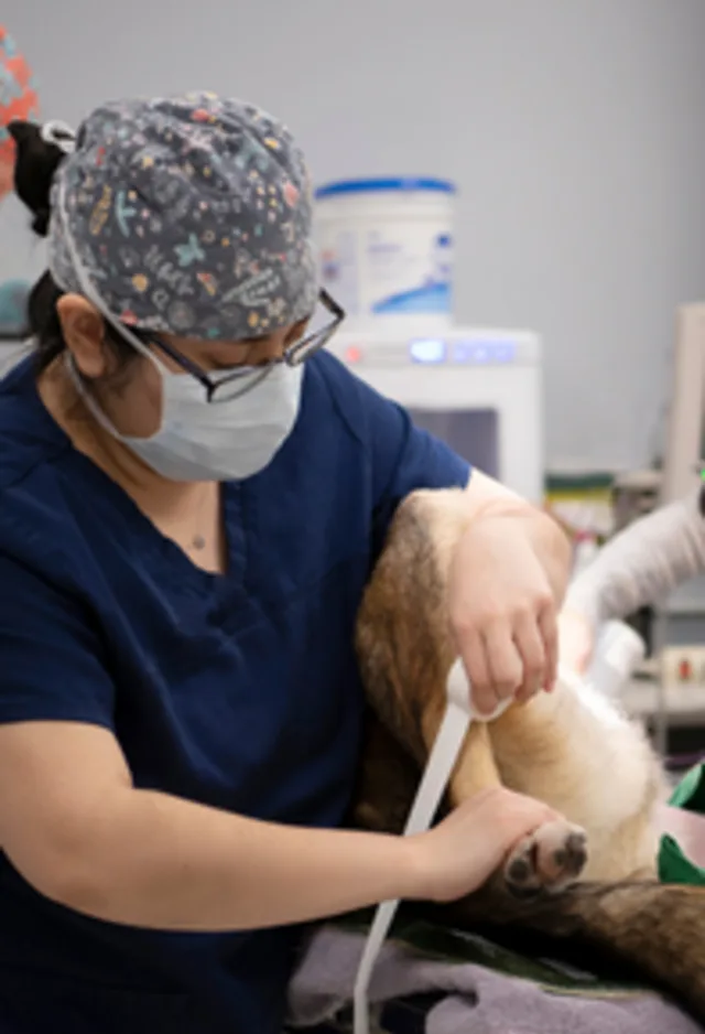 Nurse wrapping dog's leg