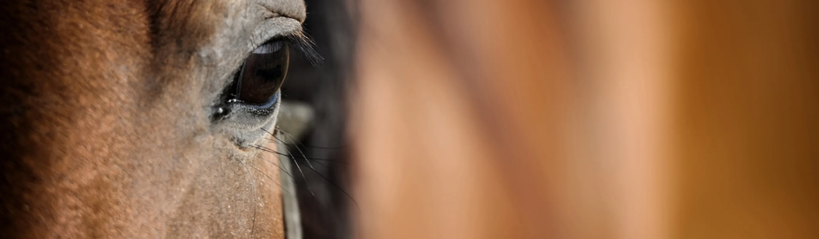 Eye of Arabian bay horse Eye of Arabian bay horse