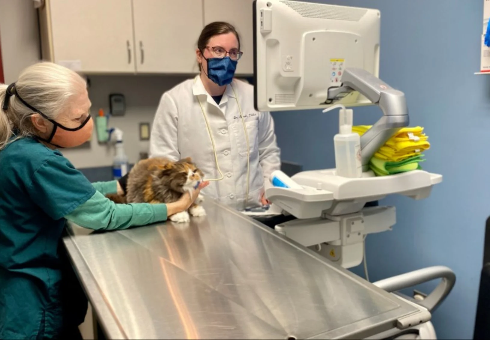 Veterinarian and veterinary technician examining brown and white cat Veterinarian and veterinary technician examining brown and white cat