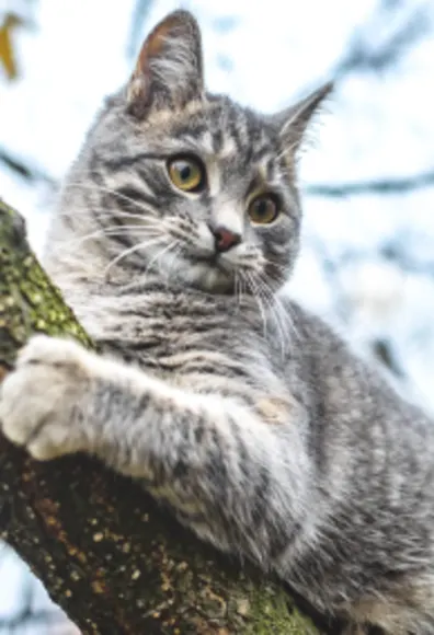 Cat sitting in a tree Cat sitting in a tree