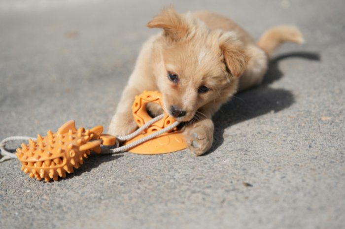 A puppy plays with a toy at PetSuites