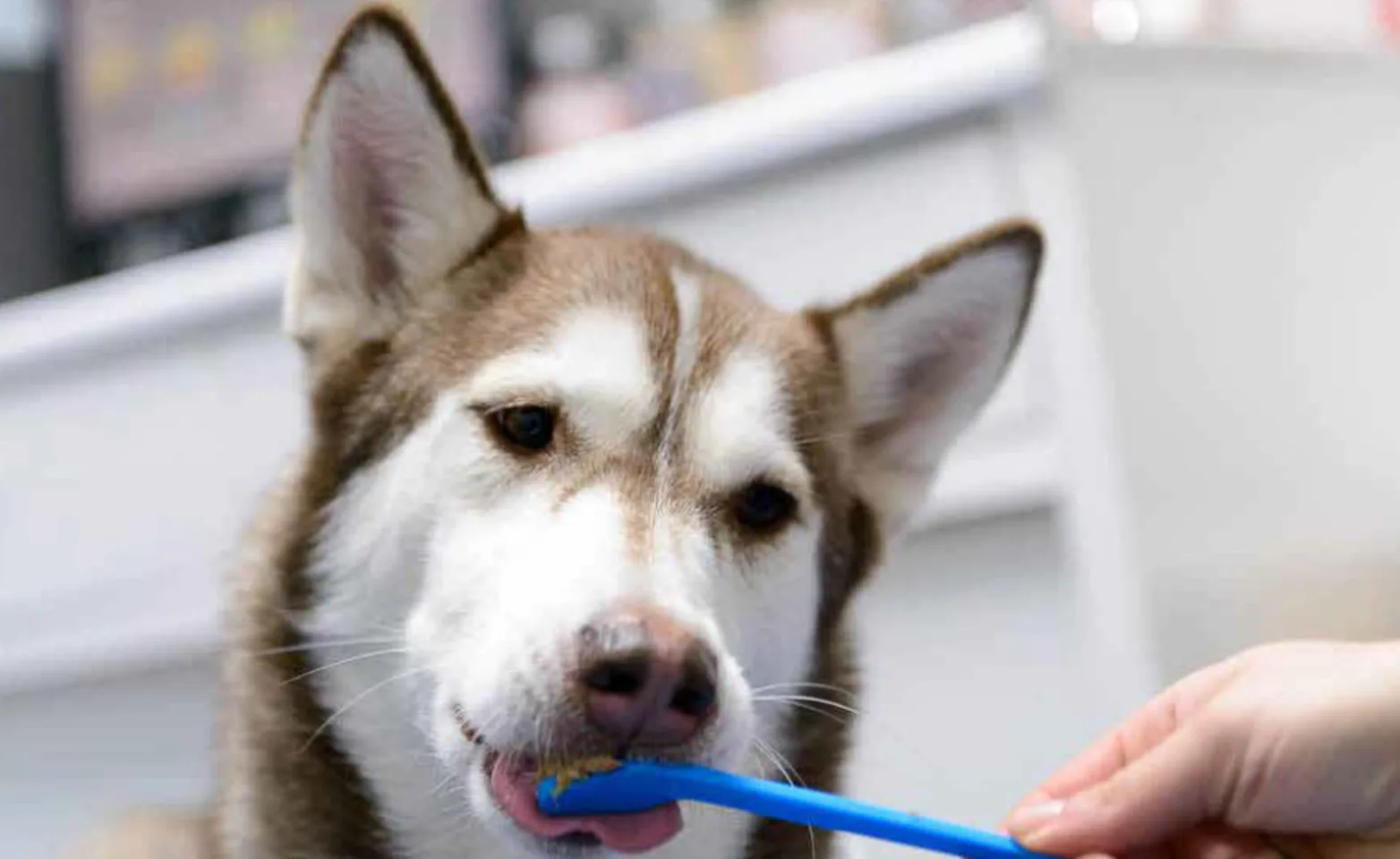 Husky licking a toothbrush Husky licking a toothbrush