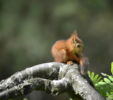 Squirrel sitting on a branch Squirrel sitting on a branch